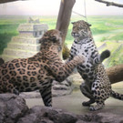 ZooSBG_Jaguar_Erstes Kennenlernen_Lucky_limari_2_ZooSBG.JPG