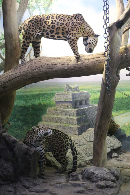 ZooSBG_Jaguar_Erstes Kennenlernen_Lucky_limari_3_ZooSBG.JPG