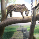 ZooSBG_Jaguar_Erstes Kennenlernen_Lucky_limari_3_ZooSBG.JPG