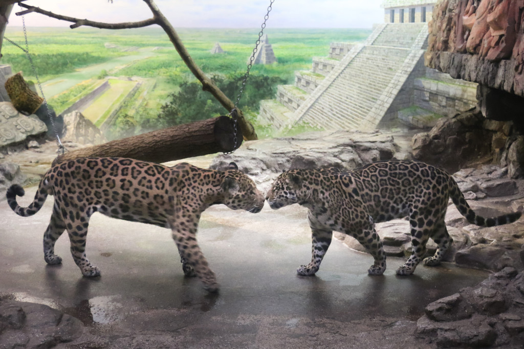 ZooSBG_Jaguar_Erstes Kennenlernen_Lucky_limari_ZooSBG.JPG