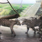 ZooSBG_Jaguar_Erstes Kennenlernen_Lucky_limari_ZooSBG.JPG