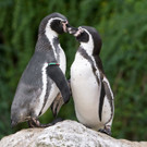 Valentinstag im Tiergarten Schönbrunn
