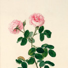 johann_knapp_moosrose-_um_1810_albertina-_wien.jpg