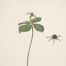 moritz_michael_daffinger_paris_quadrifolia_l_-_um_1840_albertina-_wien.jpg
