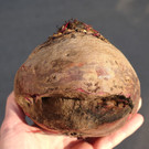 Unverschwendete_Rote_R__be_2_DSC07761_preview.jpeg