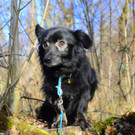 VIER PFOTEN_2018-02-16_007.JPG