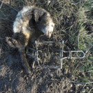 VIER PFOTEN_2018-02-16_005_Toter Iltis_sm.jpg