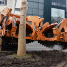 Baumverpflanzung 2.jpg