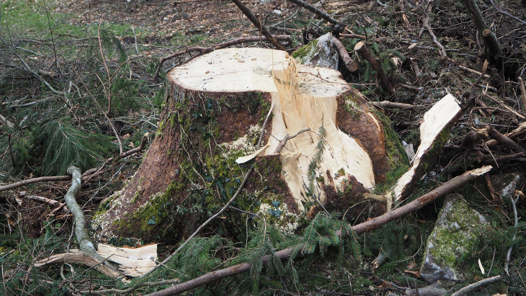 P2243335.JPG