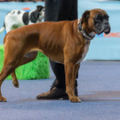 Haustiermesse Wien 2018 - Marx Halle Wien - 25_02_2018 _27 von 124_.JPG