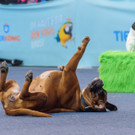 Haustiermesse Wien 2018 - Marx Halle Wien - 25_02_2018 _28 von 124_.JPG