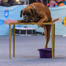 Haustiermesse Wien 2018 - Marx Halle Wien - 25_02_2018 _30 von 124_.JPG