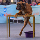 Haustiermesse Wien 2018 - Marx Halle Wien - 25_02_2018 _31 von 124_.JPG