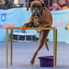 Haustiermesse Wien 2018 - Marx Halle Wien - 25_02_2018 _32 von 124_.JPG