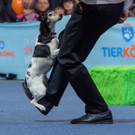Haustiermesse Wien 2018 - Marx Halle Wien - 25_02_2018 _34 von 124_.JPG