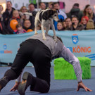 Haustiermesse Wien 2018 - Marx Halle Wien - 25_02_2018 _36 von 124_.JPG