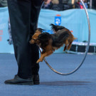 Haustiermesse Wien 2018 - Marx Halle Wien - 25_02_2018 _39 von 124_.JPG