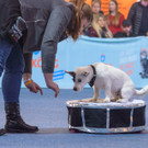 Haustiermesse Wien 2018 - Marx Halle Wien - 25_02_2018 _64 von 124_.JPG