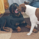 Rottweiler Mauser wird gesucht