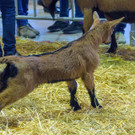 Haustiermesse Wien 2018 - Marx Halle Wien - 25_02_2018 _108 von 124_.JPG