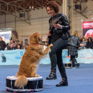 Haustiermesse Wien 2018 - Marx Halle Wien - 25_02_2018 _91 von 124_.JPG
