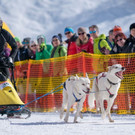 20180304_fmt_Schlittenhunderennen_pp3.jpg