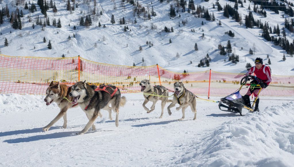20180304_fmt_Schlittenhunderennen_pp9.jpg