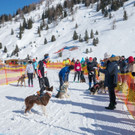 20180304_fmt_Schlittenhunderennen_pp30.jpg