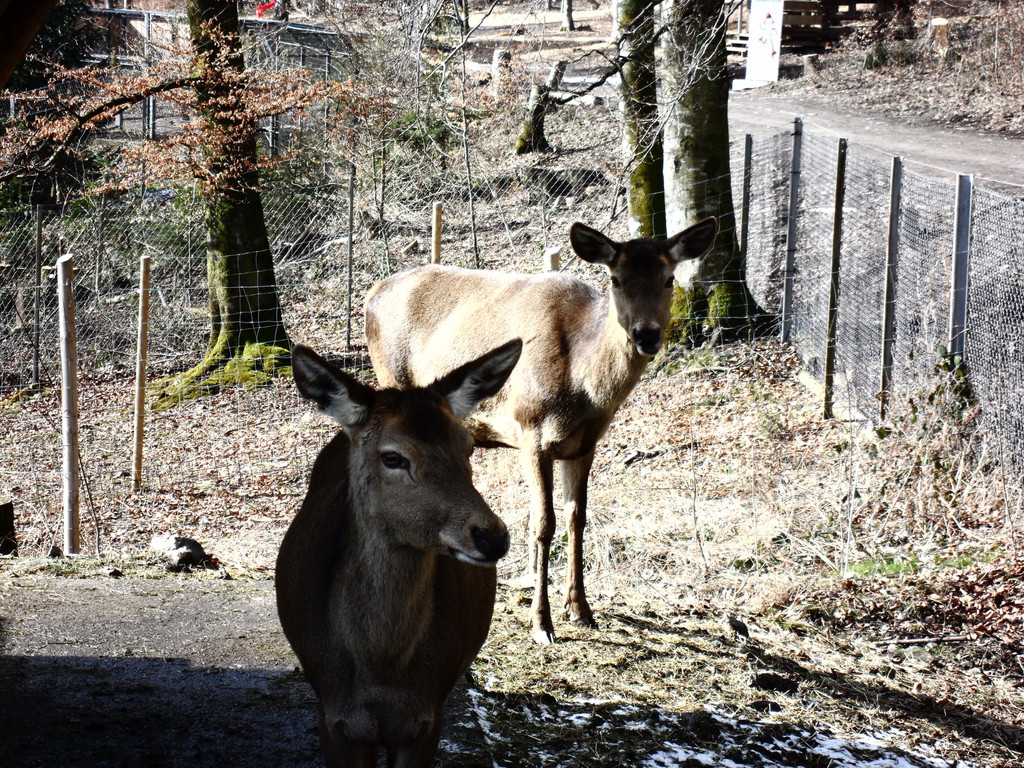 Hirschtiere.JPG