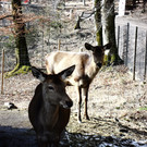 Hirschtiere.JPG