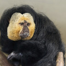Weißgesichtssakis im Tiergarten Schönbrunn