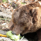 Braunbären erwachen aus Winterruhe
