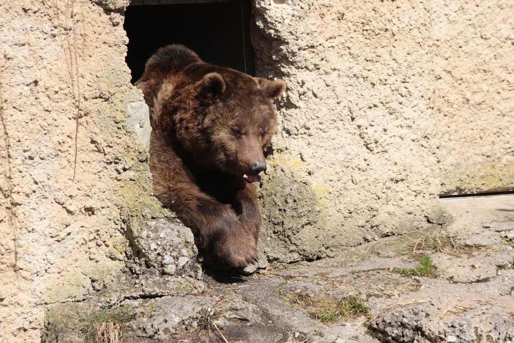 ZooSBG_BraunbaerAragon_Gaehnen2018.jpg