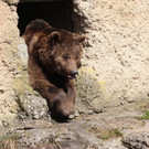 ZooSBG_BraunbaerAragon_Gaehnen2018.jpg