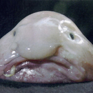 blobfish1.jpg