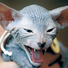 SphynxDM_468x347.jpg