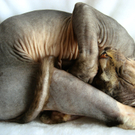 CurledSphynx.jpg