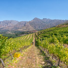 Weingut Anthonij Rupert - Südafrika