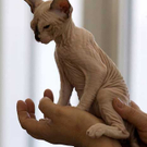 2PussInHoodR_468x551.jpg