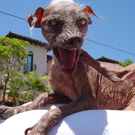 Sam2.jpg