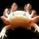 axolotl.jpg