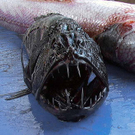 fangtooth.jpg