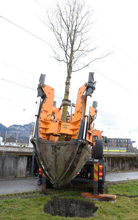 20180313 Baumverpflanzung Volksschule Haselstauden 2.JPG