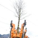 20180313 Baumverpflanzung Volksschule Haselstauden 2.JPG