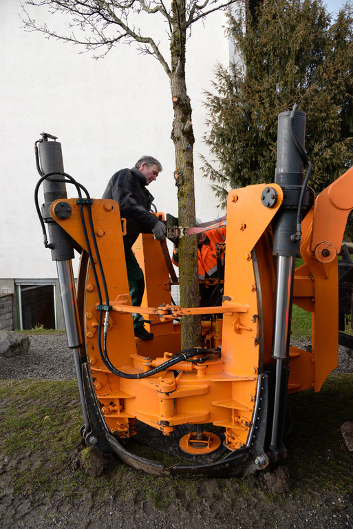 20180313 Baumverpflanzung Volksschule Haselstauden 1.JPG