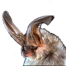virginia_big-eared_bat2.jpg