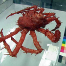crab.jpg