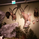 Museumswelten2018-03-09_17-11-53.jpg