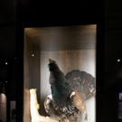 Museumswelten2018-03-09_17-15-18.jpg