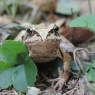 Frosch2018001.jpg